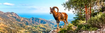Category: Animals and Plants of Cyprus