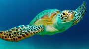 Green Sea Turtle Conservation Programs in Cyprus