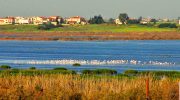 Paralimni Wetlands, Cyprus