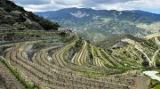Cyprus’s Terraced Vineyards