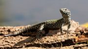 Schutz der Lebensräume endemischer Reptilien auf Zypern