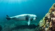Mediterranean Monk Seal Cyprus
