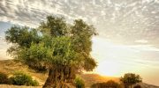 Olive Branch Symbolism and Cyprus Identity