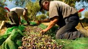 Olive Harvest in Cyprus