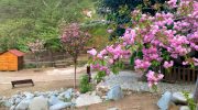 Sakura auf Zypern