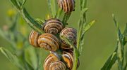 Snails in Cyprus
