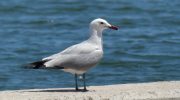 The Mediterranean's Rarest, Most Elegant Gull