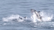 Atlantic Bluefin Tuna in the Eastern Mediterranean
