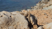 Η αμβλυρρύγχη οχιά της Κύπρου