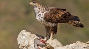 Bonelli’s Eagle: Mighty Ruler of Cyprus