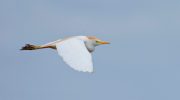 The Cattle Egret in Cyprus 