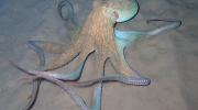 Common Octopus Of Cyprus