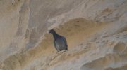 Cyprus Rock Doves
