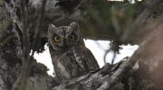 The Cyprus Scops Owl