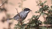 Cyprus Warbler: The Island’s Hidden Singer