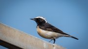 Cyprus Wheatear