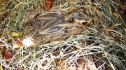 Aphrodite’s Ancient Companion: The Cyprus Hare