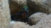 Dusky Grouper: Ancient Keeper of Rocks