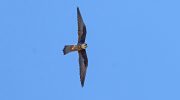 Eleonora’s Falcon: Cyprus’s Clever Autumn Hunter