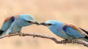 European Roller Of Cyprus