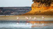 Flamingoes in Cyprus