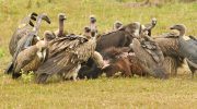 Griffon Vulture – Shadow of Cyprus Skies