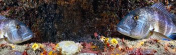 Category: Marine Life