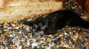 The Mediterranean Monk Seal Of Cyprus