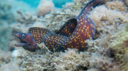 The Serpent of the Rocks 