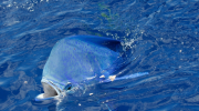 Pelagic Fisheries in Cyprus