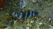 The Remarkable Synagrida Dentex of Cyprus