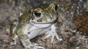 Зеленая жаба Кипра