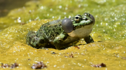 The Cyprus water frog
