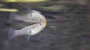 The Eastern Mosquitofish In Cyprus 