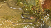 The European Eel in Cyprus
