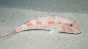 Red Mullet of Cyprus