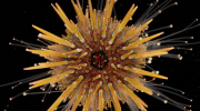 The Purple Sea Urchin