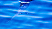 The Swordfish in Cyprus