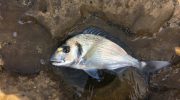 Gilthead Sea Bream of Cyprus